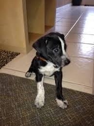 Check spelling or type a new query. Rescue Puppy Boston Lab For Sale In Bradenton Florida Classified Americanlisted Com