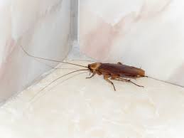 In south jersey call 856 956 9672. Pest Control Clarksville Tn Cato S Exterminating Co
