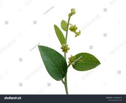 Image result for Cocculus hirsutus