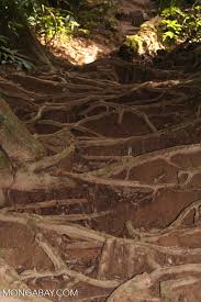 Soil erosion in malaysia as in most other developing countries, vast area of rainforest in malaysia is being rapidly transformed into agricultural land. Rain Forest Tree Roots Anchoring Soil And Preventing Erosion In Malaysian Jungle