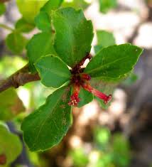 Image result for Commiphora kua