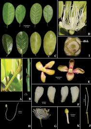 Image result for Capparaceae