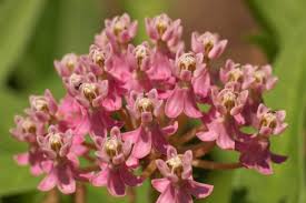 Check spelling or type a new query. Ask Dr Phipps Growing Milkweed Phipps Conservatory And Botanical Gardens Pittsburgh Pa
