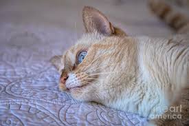 Cat adoption team, sherwood, or канала catadoptionteam. Bored Flame Point Siamese Cat Photograph By Elisabeth Lucas