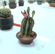 Image result for Euphorbia stenocaulis