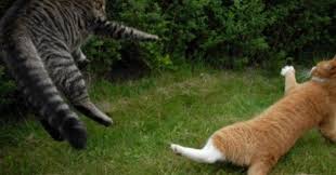 Trova fotografie stock di qualità elevata che non potrai trovare da nessuna altra parte. Gambar Kucing Berantem Foto Kucing Berantem Yang Keren Kucing Gue Monyet Vs Kucing Berantem Vidio Com Ini Alasan Mengapa Cats Funny Cat Pictures Funny Cats