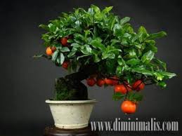 5 Jenis Pohon Untuk Membuat Bonsai Buah Di Taman Rumah