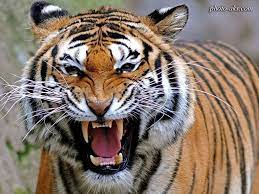Fierce Angry Tiger Google Search Tiger Pictures Pet Tiger Angry Tiger