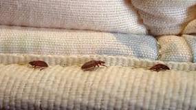 Does Salt Kill Bed Bugs? [Better Alternatives] (2024 ...