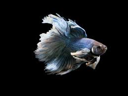 Check spelling or type a new query. 6 Cara Merawat Ikan Cupang Lakukan Dengan Benar Hot Liputan6 Com