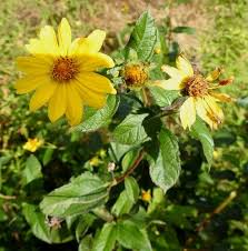 Image result for Aspilia mendoncae