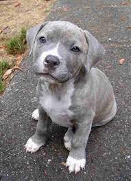 Grey Pitbull Lab Mix Puppy Pitbullpuppiesforfree Pitbull Mix Puppies Lab Pitbull Mix Puppy Pitbull Puppies
