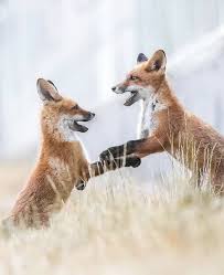 Pin By Peri On Lisa Cute Animal Photos Wild Animals Photography Pet Fox