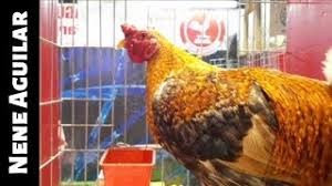 Néné aguilar, né en 1952 et habite marseille. Mayor Nene Aguilar Breeding Farm Fiestag 2019 At Smx Convention Center Mall Of Asia Philippines Youtube