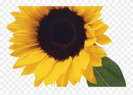Free Free Clipart Sunflower Flowers SVG PNG EPS DXF File
