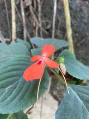 Image result for Impatiens gomphophylla