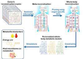 This process is controlled by the thermoregulatory centre, which is contained in the hypothalamus in the brain. Personalized Whole Body Models Integrate Metabolism Physiology And The Gut Microbiome Molecular Systems Biology
