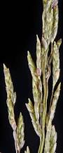 Image result for Eragrostis heteromera