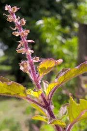 Image result for Ocimum lamiifolium