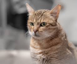 Arabian Mau Cat Breed Pictures Characteristics Facts