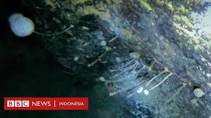 Dua per tiga dunia ditutupi air. Makhluk Aneh Kehidupan Tak Terduga Di Antartika Temuan Para Ilmuwan Di Dasar Laut Organisme Yang Bertahan 900 Meter Di Bawah Lapisan Es Bbc News Indonesia