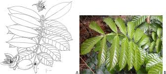 Image result for Melianthaceae