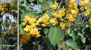 Image result for Pterocarpus rotundifolius