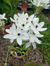 Image result for Ornithogalum pulchrum