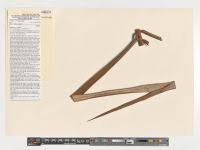 Image result for Raphia sese