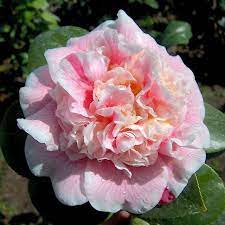 Lady Loch Camellia Beautiful Flowers Beautiful Roses