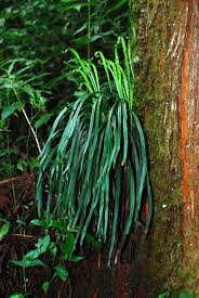 Image result for Vittaria elongata