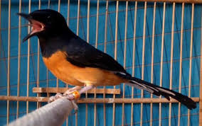 Burung murai batu, jakarta, indonesia. 11 Gambar Burung Murai Lucu Terupdate Pojok Burung