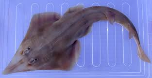 This is season 6 episode 11 of nature meets paperwe are discovering the giant shovelnose ray (glaucostegus typus)i used liquitex basics acrylic paints. Eastern Shovelnose Ray Aptychotrema Rostrata Shaw Nodder 1794 The Australian Museum