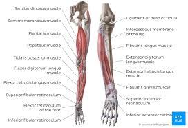 The quadriceps muscle attachment points. Muscles Of The Leg Quizzes And Labeled Diagrams Kenhub