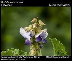 Image result for Crotalaria parvula
