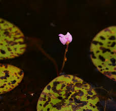 Image result for Utricularia formula