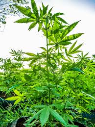 Marihuana (umgangssprachlich auch gras, weed, pot, ganja oder mary jane) bezeichnet die getrockneten, harzhaltigen blüten und die blütennahen, kleinen blätter der weiblichen hanfpflanze (cannabis). Blue Hole Natural Spring Near Negril Jamaica