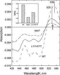 Maybe you would like to learn more about one of these? Origin Of Absorption Changes Associated With Photoprotective Energy Dissipation In The Absence Of Zeaxanthin Journal Of Biological Chemistry