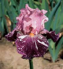 Anaconda Love Border Table Iris Flowers Iris Garden Bearded Iris