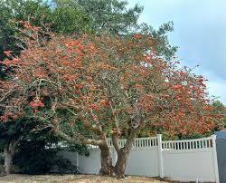 Image result for Agelanthus sambesiacus