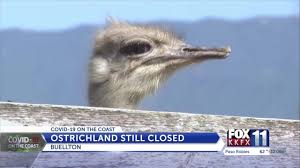 Maybe you would like to learn more about one of these? Too Many Eggs At Buellton S Ostrichland Usa A Pandemic Side Effect Newschannel 3 12
