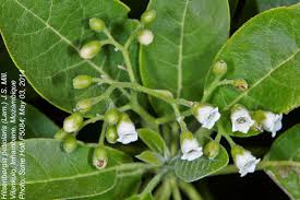 Image result for Hilsenbergia