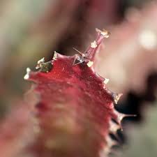 Image result for Euphorbia rubriflora