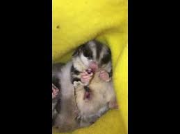 Pregnant Sugar Glider Youtube