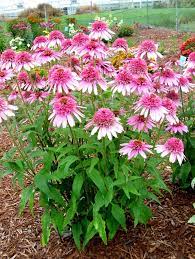 Pin On Perennials
