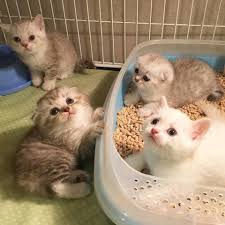 Nermin Kakusi Kedi Hayvanlar Kedicik