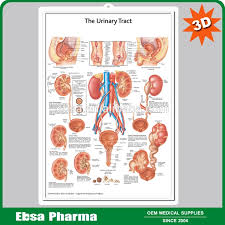 The Educational Plastic 3d Medical Urinary Tract Anatomical Wall Charts Poster Buy 3d Poster Educational Wall Charts The Urinary Tract Anatomical