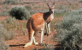 Kangaroo 2 Success Red Kangaroo Animals Kangaroo