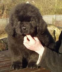 He has had both injections microchipped beautiful litter of newfoundland puppies looking for new forever homes. O Newfoundland Pup 3 3 Newfoundland Puppies Newfoundland Dog Newfoundland