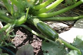 We did not find results for: Zucchinisorten Im Uberblick 32 Alte Und Neue Essbare Sorten Gartendialog De